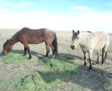 hancock mare